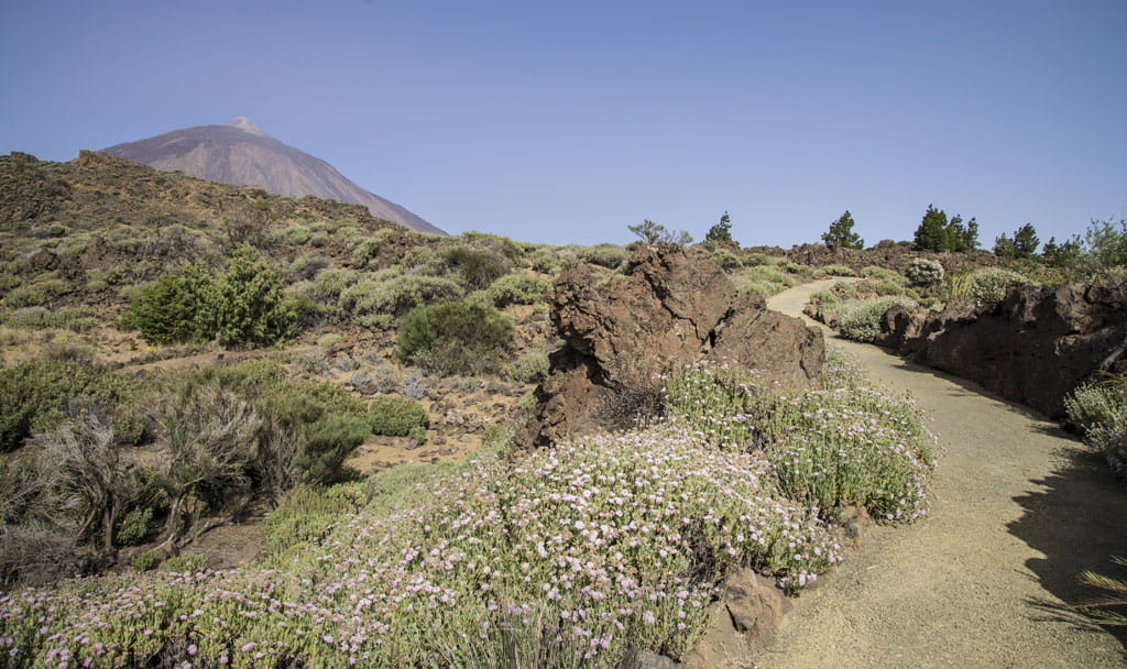 Sendero en el Parque Nacional del Teide en Tenerife con flores y montañas.