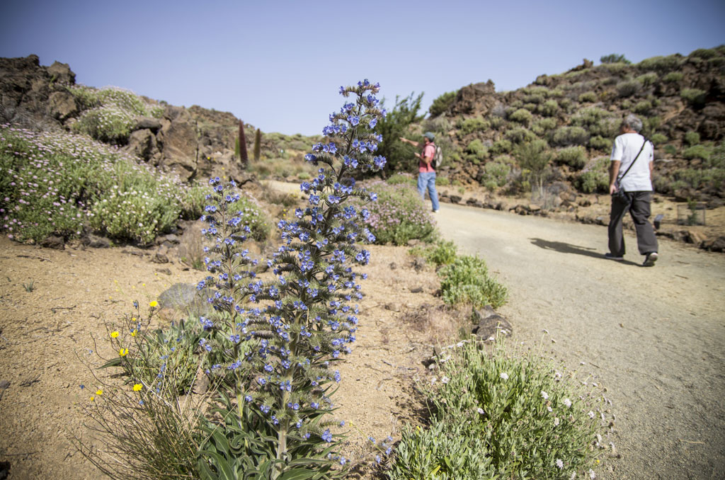 Sendero en Tenerife con flores silvestres y dos personas caminando.