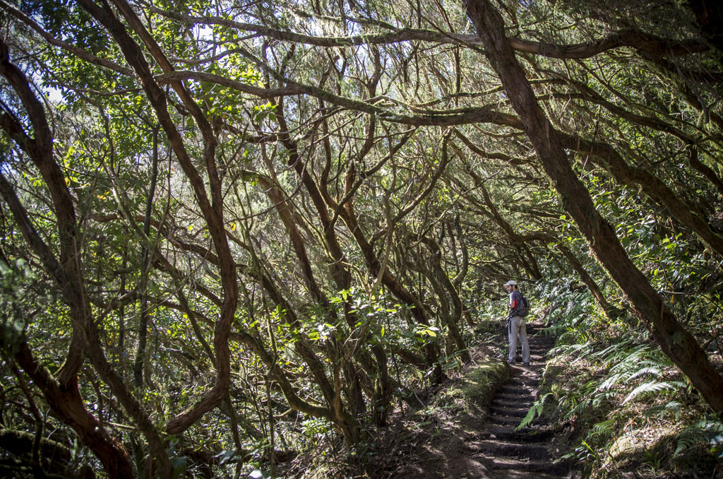Sendero rodeado de árboles frondosos en Anaga, Tenerife, con persona caminando.
