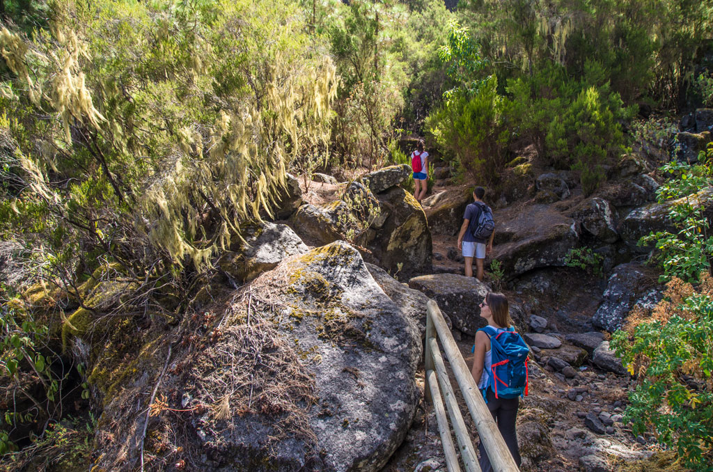 Sendero en el bosque de Tenerife con personas caminando entre árboles y rocas.