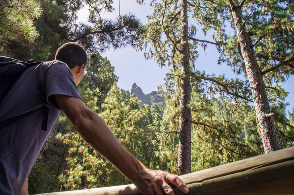 Persona en el bosque de pinos de Tenerife mirando una cima montañosa.