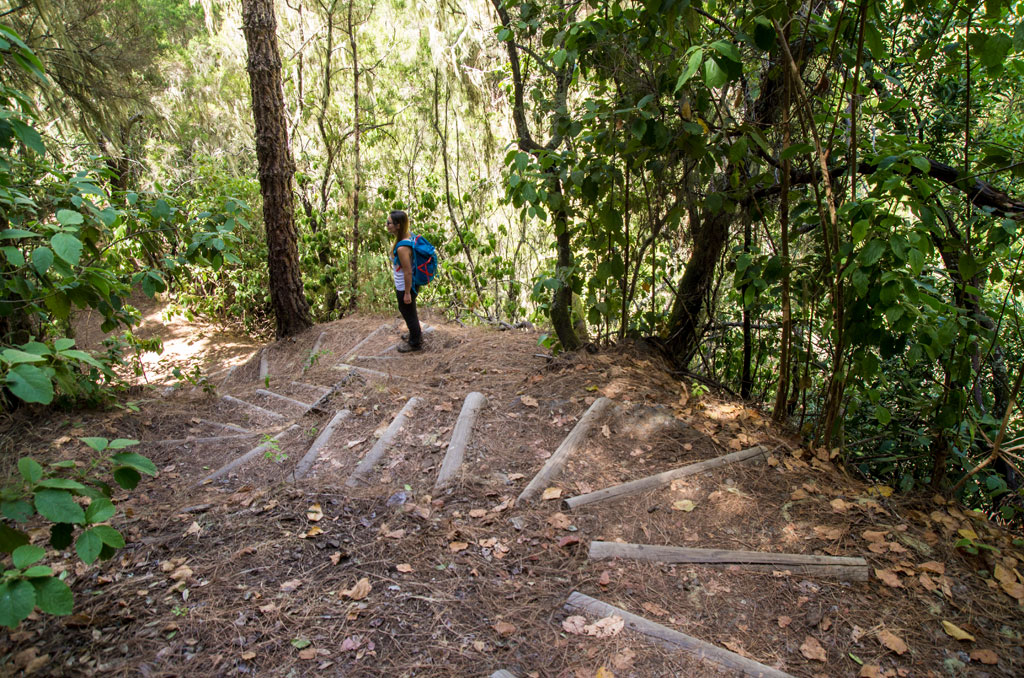 Persona caminando por un sendero forestal en Tenerife.