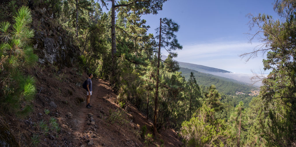 Persona caminando por sendero en bosque con vista al Valle de La Orotava, Tenerife.