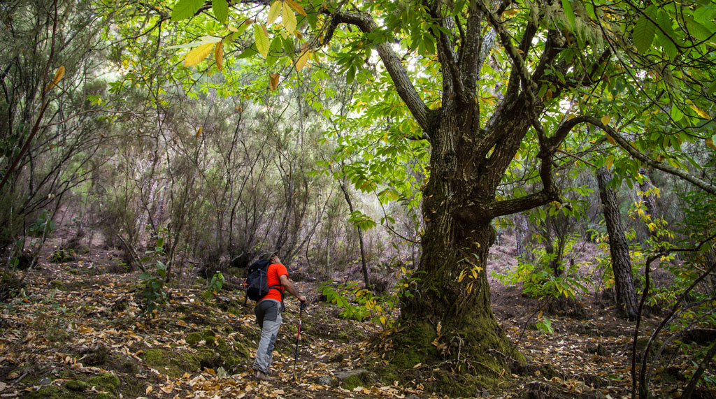 Senderista entre árboles en un bosque de Tenerife.