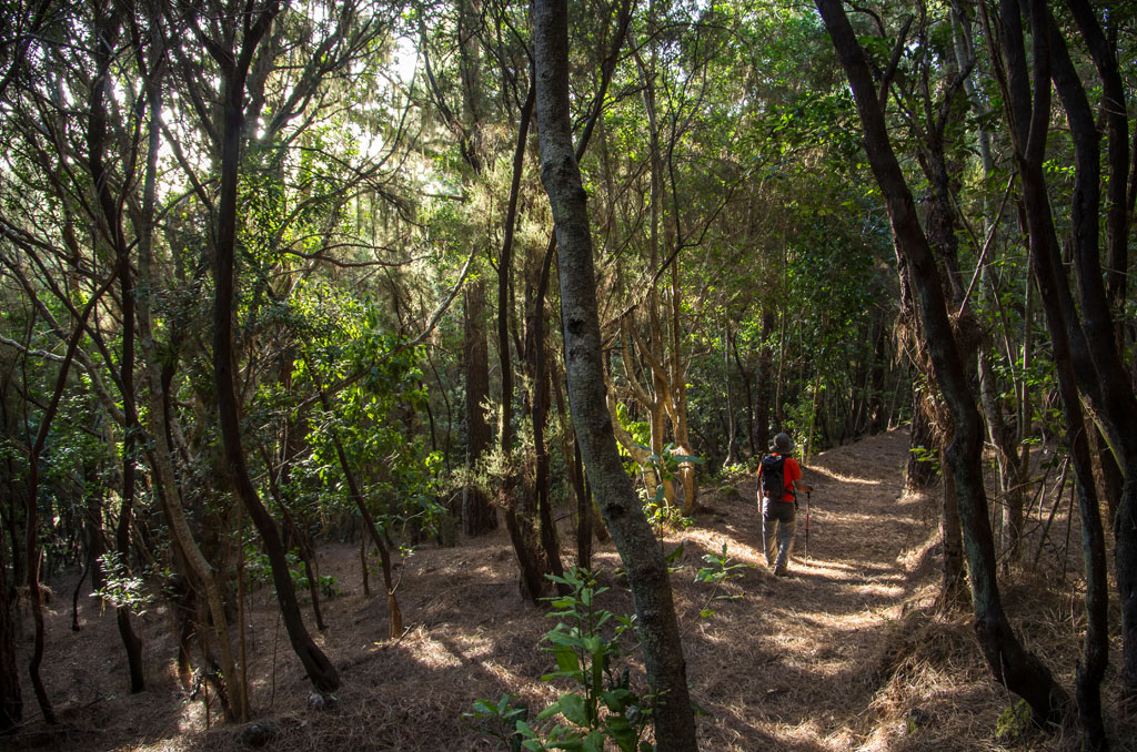Sendero boscoso en Anaga, Tenerife, con excursionista caminando entre árboles y sombra.