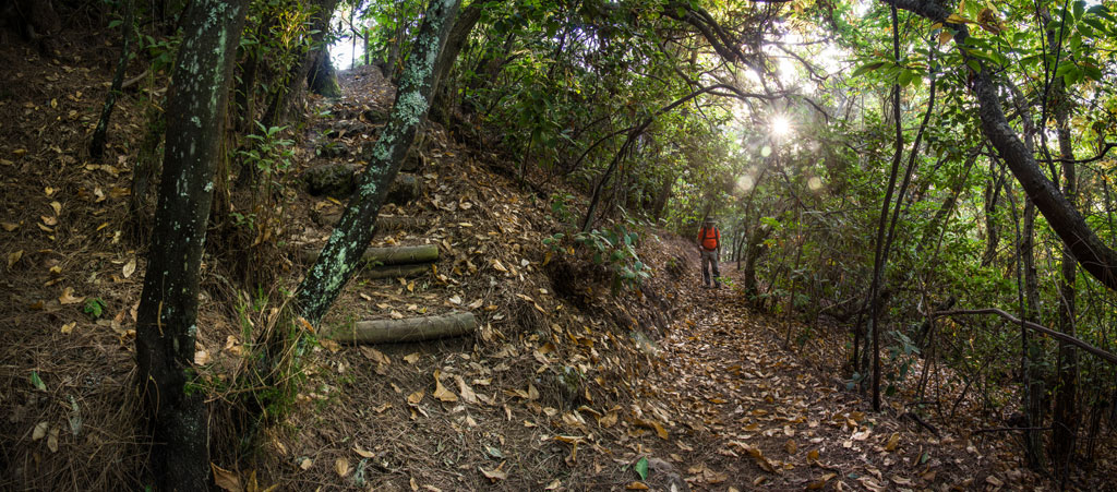 Sendero forestal en Tenerife con persona caminando entre árboles y hojas caídas.