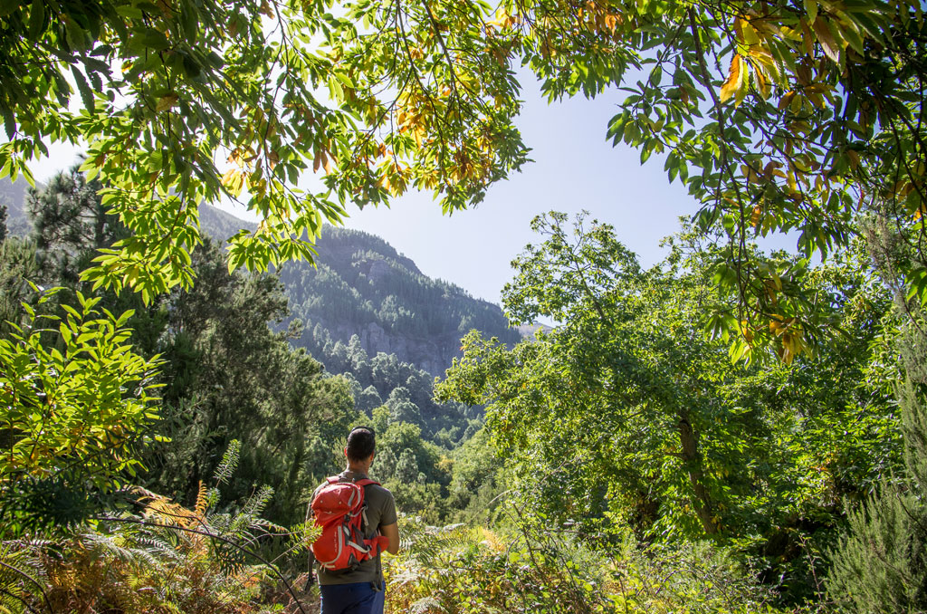 Persona con mochila roja caminando por un bosque en La Esperanza, Tenerife.