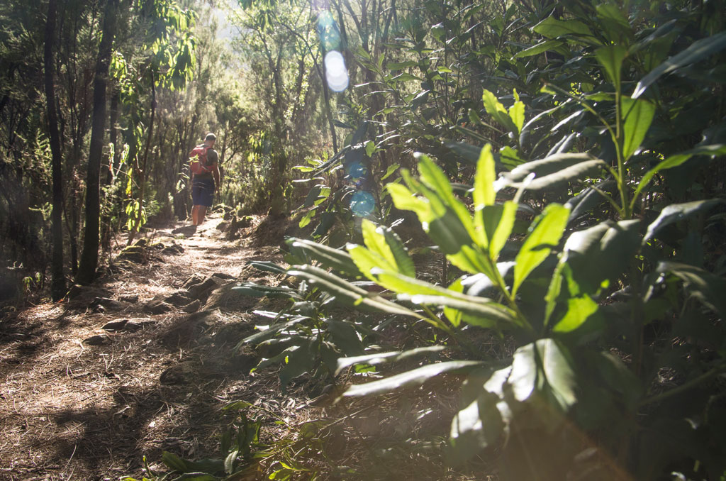 Persona caminando por sendero forestal en la La Laguna, Tenerife. Vegetación densa alrededor.