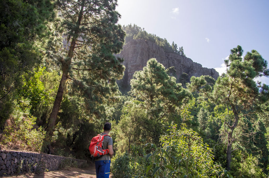 Persona con mochila camina por sendero en bosque en Tenerife mirando montañas.