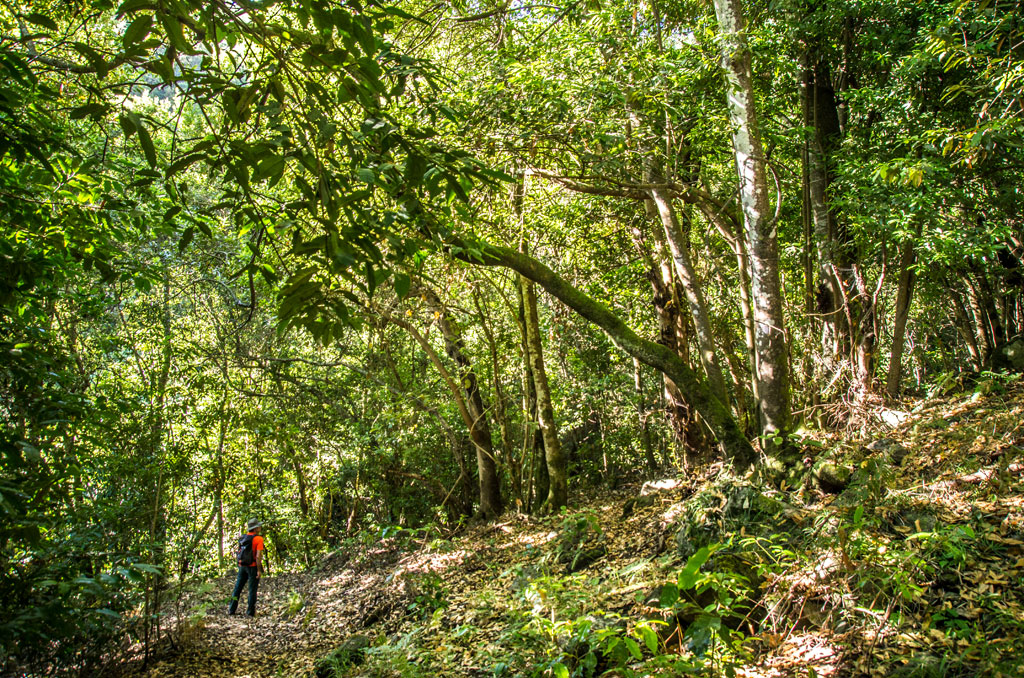 Sendero rodeado de bosque en Anaga, Tenerife, con una persona caminando.