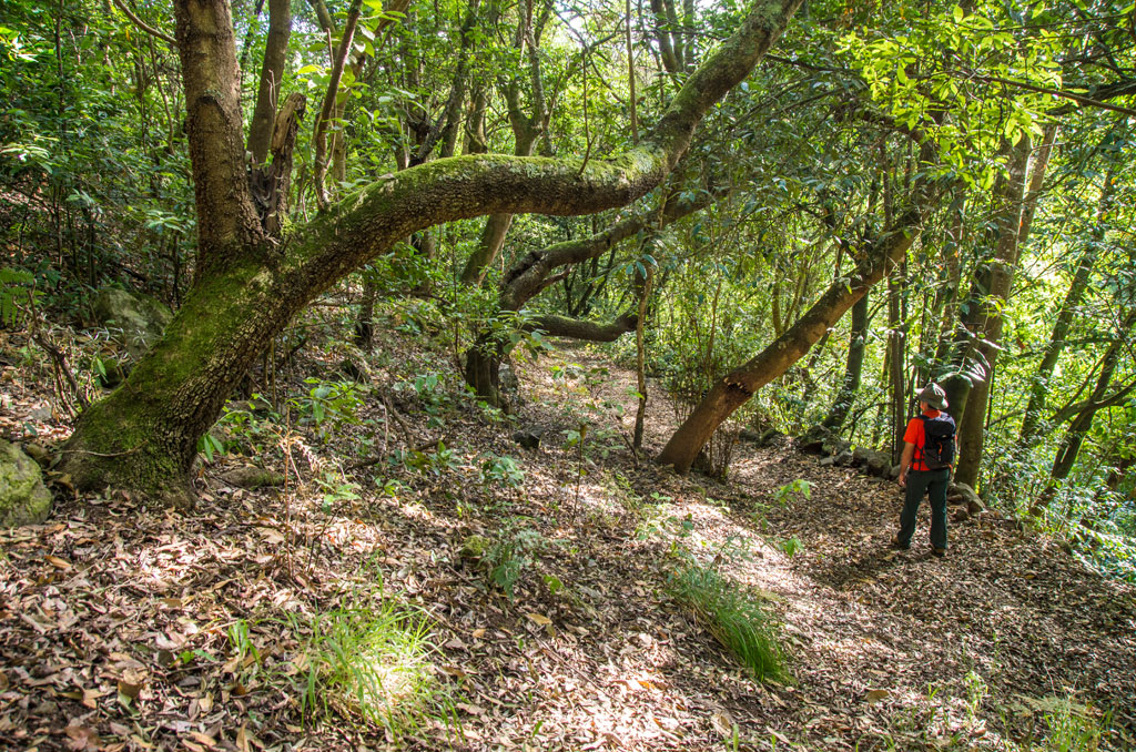 Sendero boscoso en Anaga, Tenerife, con excursionista observando árboles.