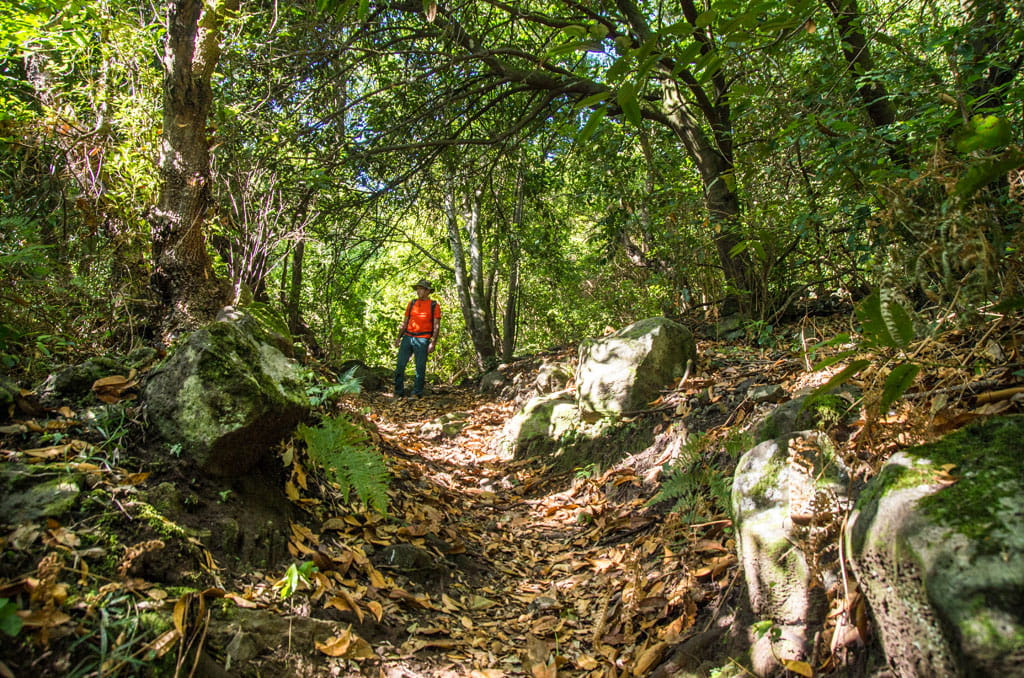 Sendero arbolado en Anaga, Tenerife, con persona caminando bajo la luz del sol.