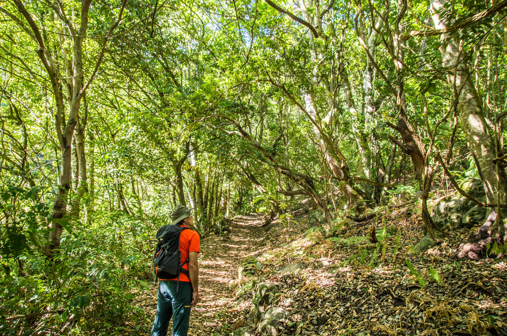 Sendero forestal con caminante en Anaga, Tenerife.