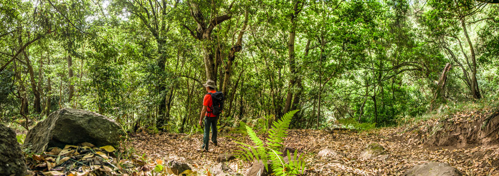 Persona con mochila caminando por bosque denso en Anaga, Tenerife.