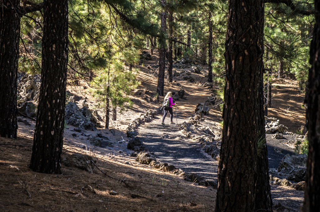 Sendero entre pinos en el bosque de La Esperanza, Tenerife, con persona caminando.