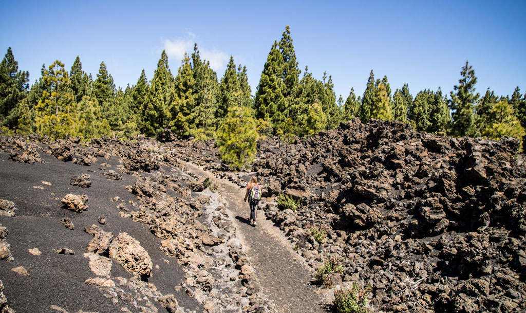 Persona caminando por sendero volcánico rodeado de pinos en Tenerife.