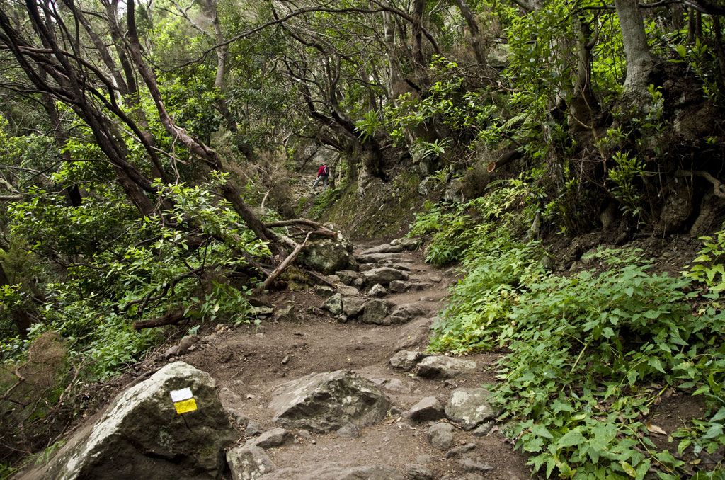 Sendero de tierra y rocas rodeado de vegetación en el bosque de Anaga, Tenerife.