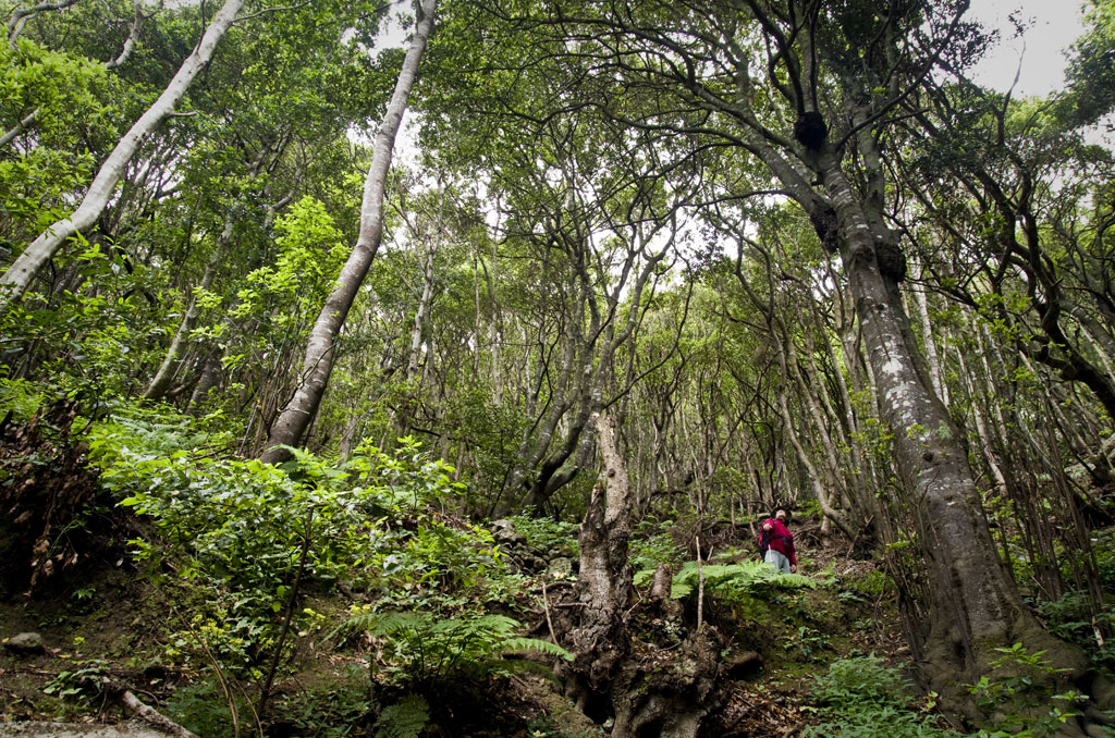 Sendero en el parque forestal de Tenerife en medio de árboles y vegetación densa.