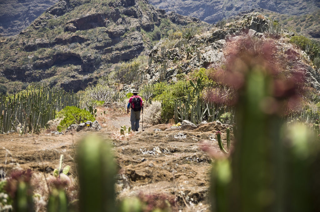 Persona caminando por sendero montañoso en Tenerife rodeado de cactus.