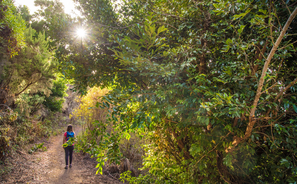 Sendero boscoso en Tenerife con una persona caminando y el sol brillando entre los árboles.