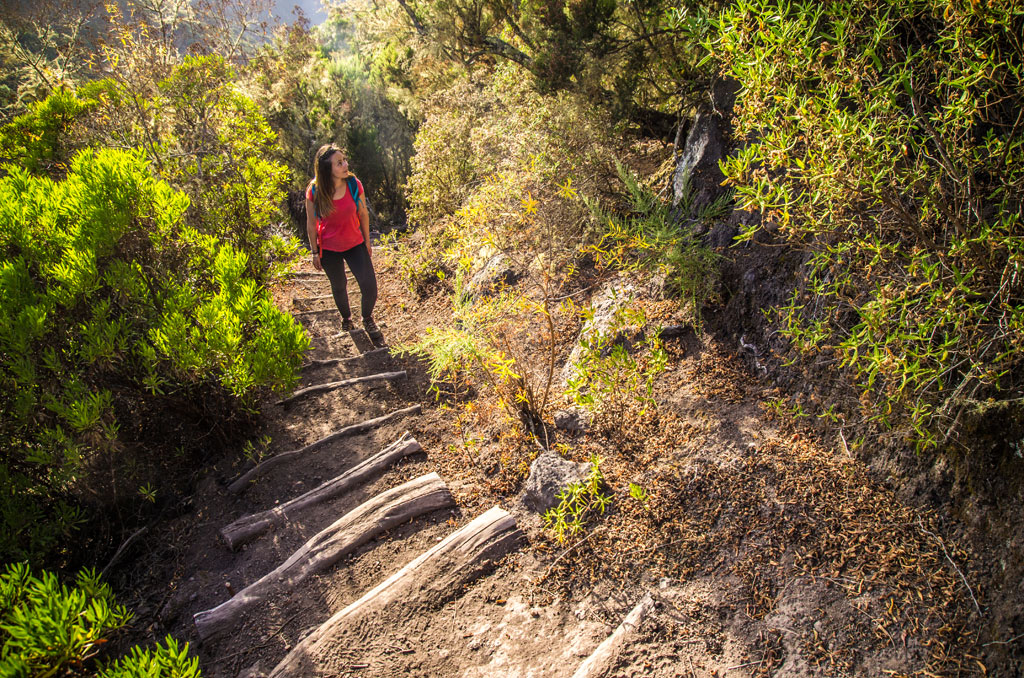 Persona caminando por sendero boscoso en Tenerife.