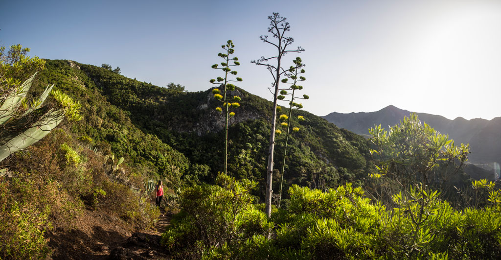 Sendero en los montes de Anaga, Tenerife, con una persona caminando entre vegetación.