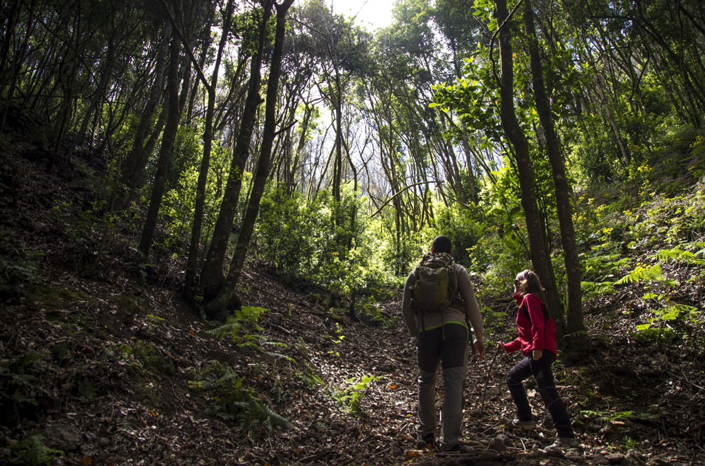 Senderistas en un bosque en Tenerife, caminando por un sendero rodeado de árboles.