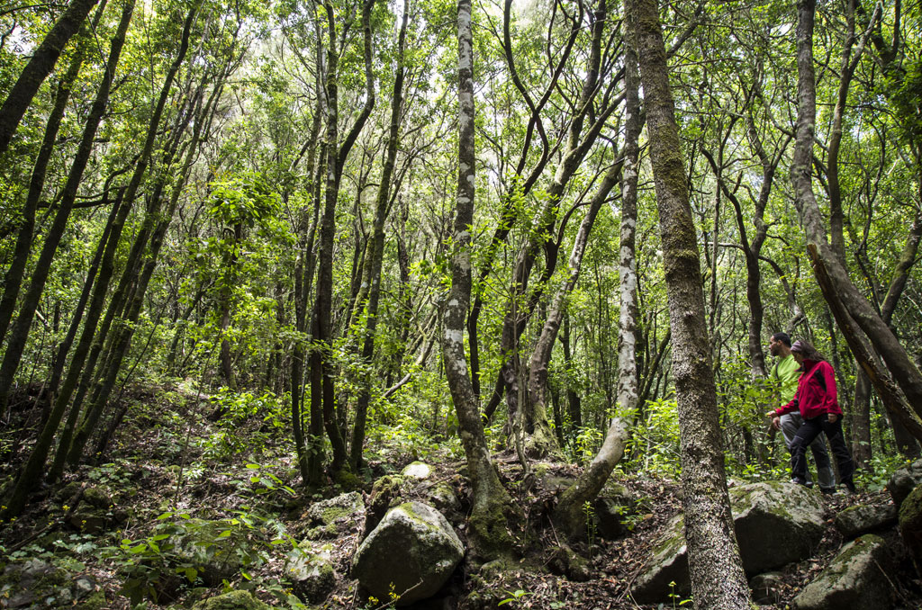 Personas caminando entre árboles en bosque de laurisilva en Anaga, Tenerife.