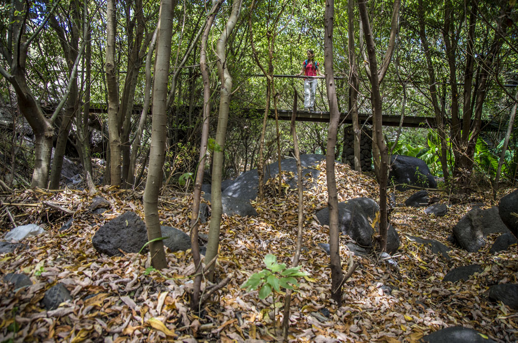 PR-TF 53 Los Silos - Cuevas Negras - Erjos PR-TF 53 Los Silos - Cuevas Negras - Erjos