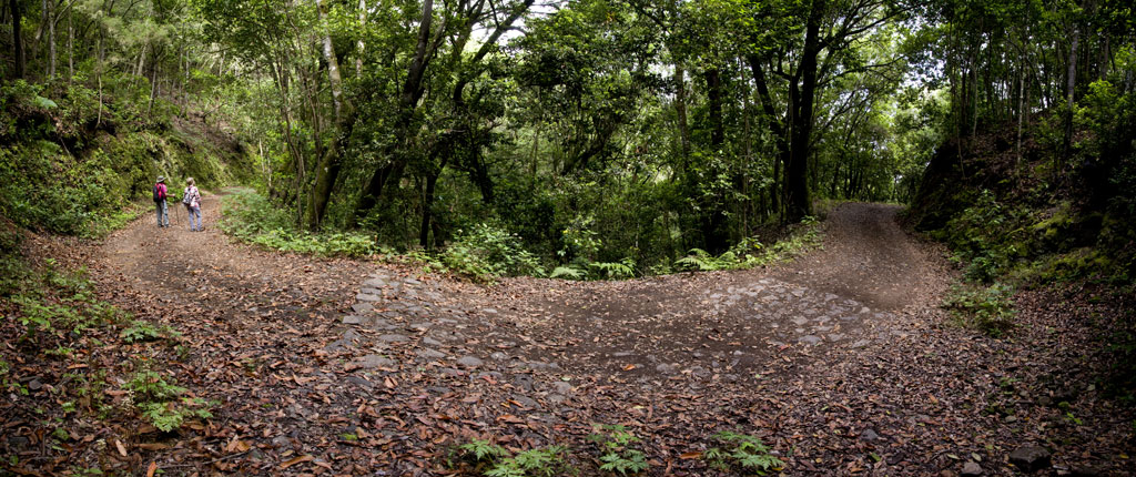 Sendero en el bosque de Anaga, Tenerife, con dos personas caminando entre árboles frondosos.