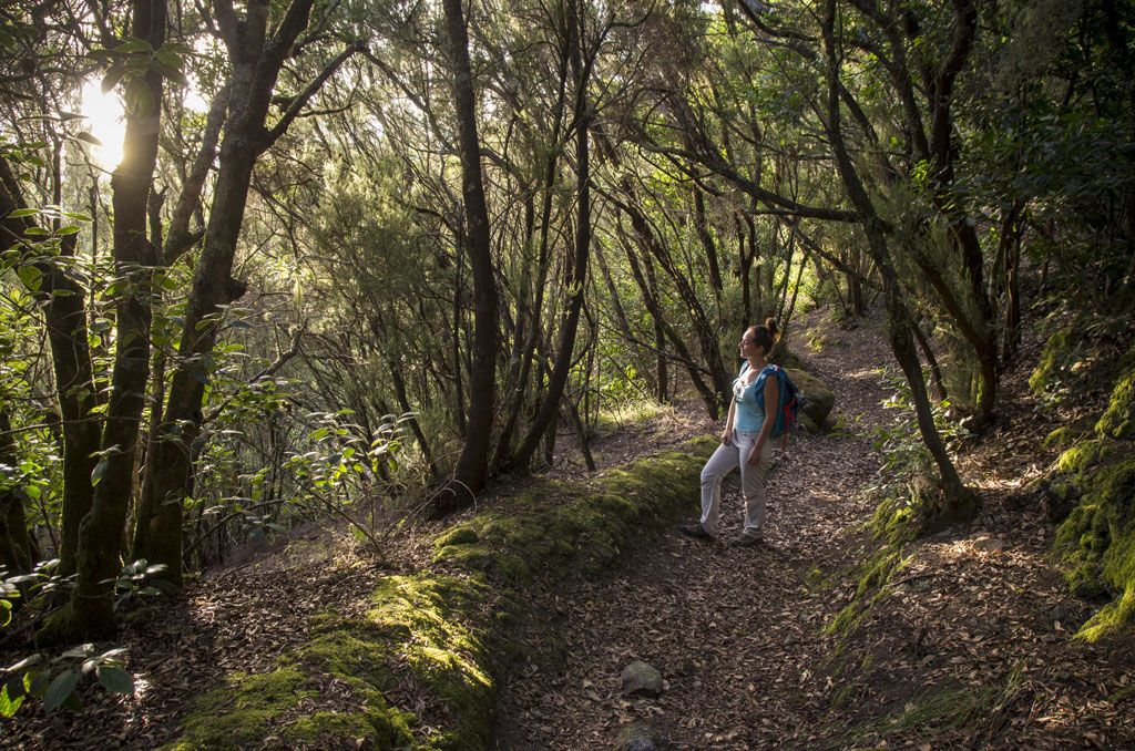 Persona caminando en un sendero boscoso en Anaga, Tenerife.