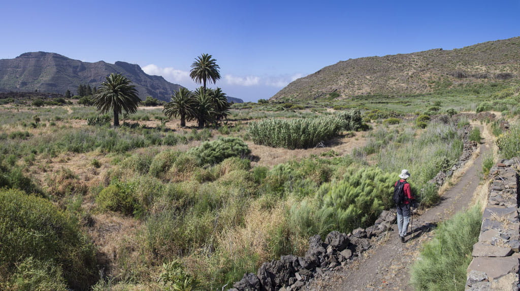 Sendero entre palmeras en un valle montañoso de Tenerife.