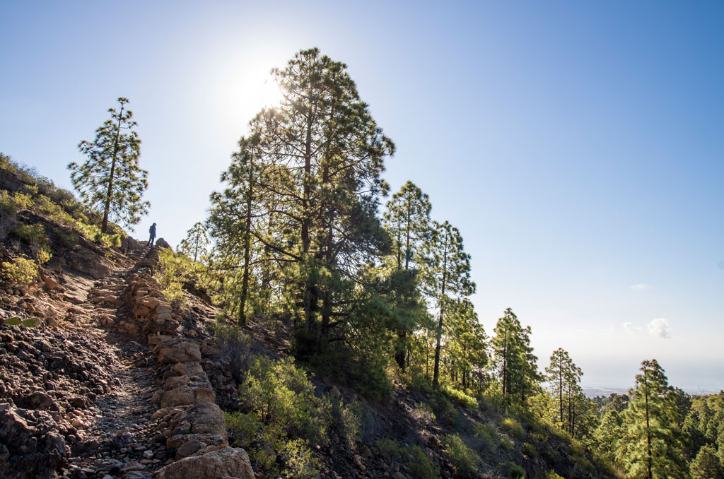 Sendero con pinos al sol en un entorno natural de Tenerife.