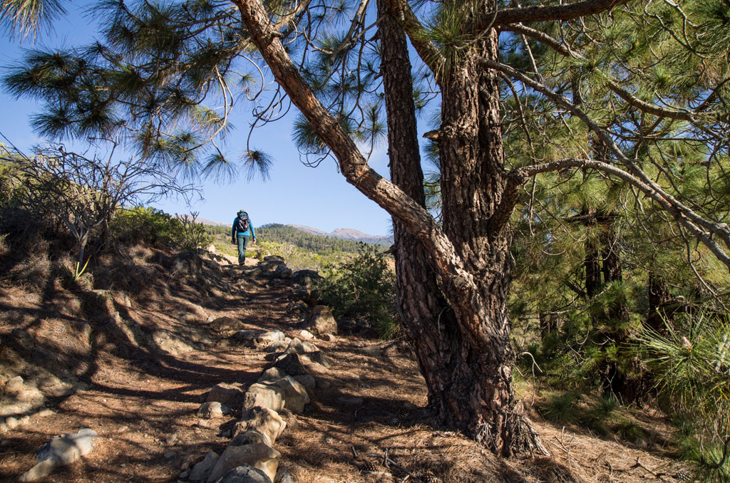 Sendero boscoso con excursionista en el Parque Nacional del Teide, Tenerife.