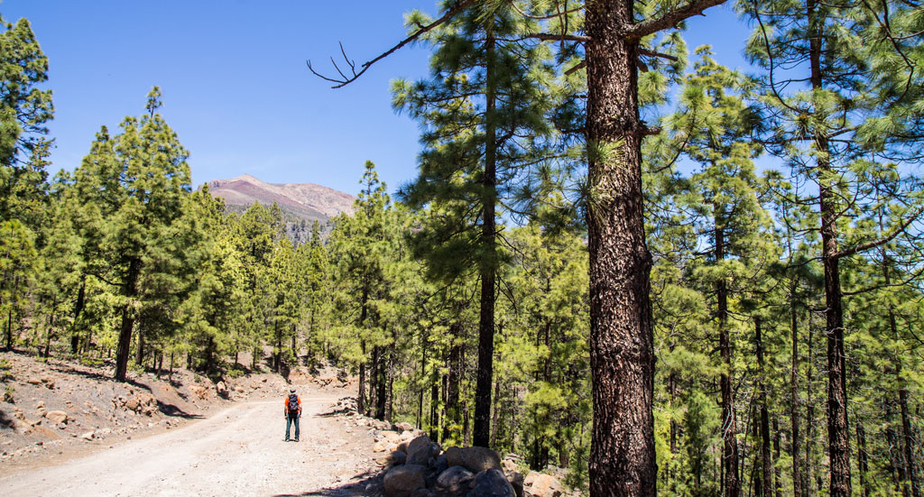 Persona caminando entre pinos en un sendero del Teide, Tenerife.