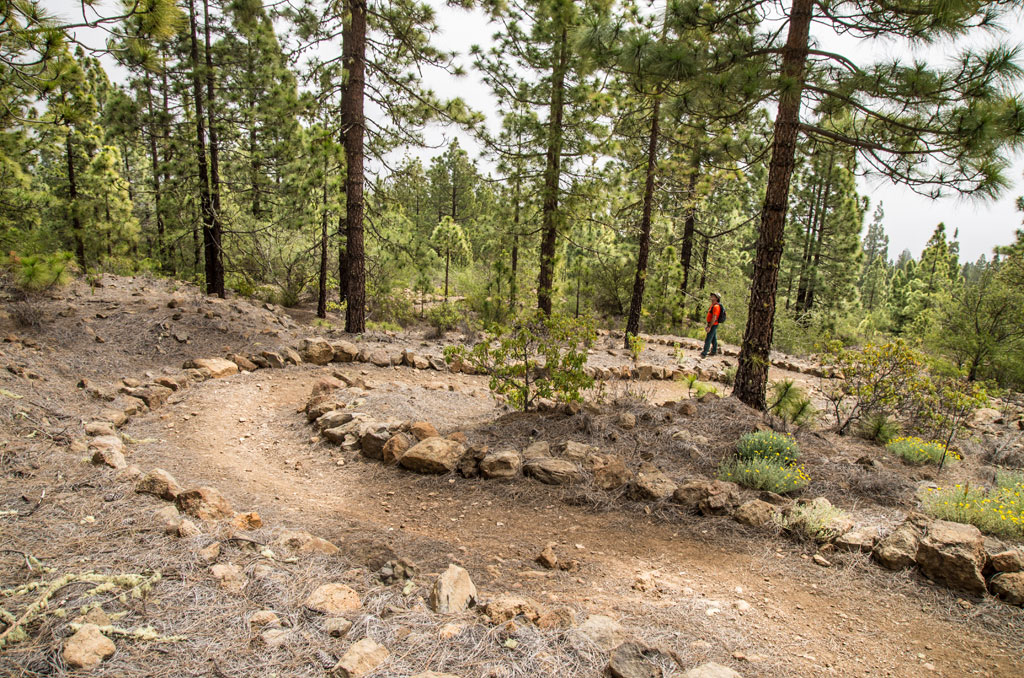 Sendero forestal con caminante en el Parque Nacional del Teide, Tenerife.