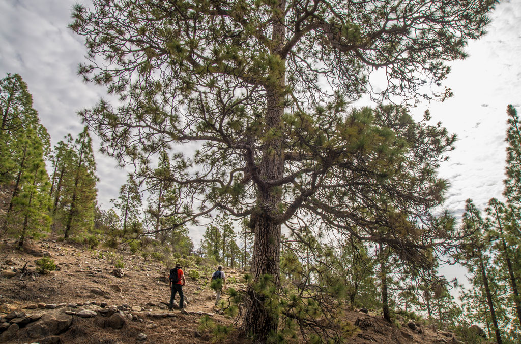 Sendero en un bosque de pinos en Tenerife con personas caminando.