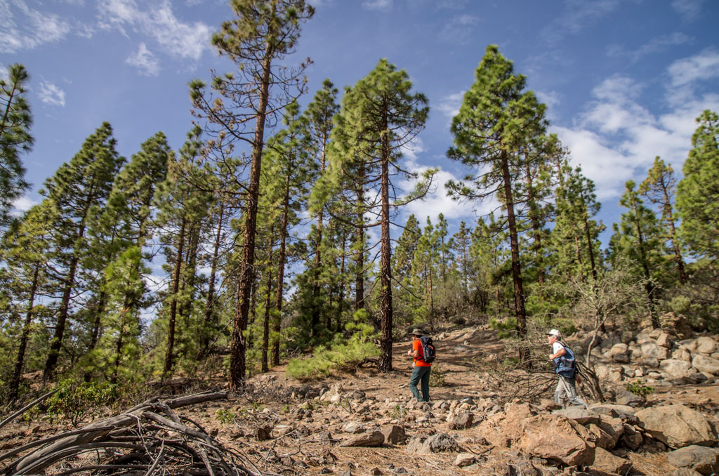 Dos personas caminando entre pinos en un sendero en Tenerife.
