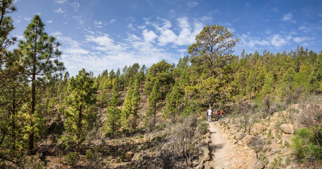 Dos personas caminando por un sendero en el bosque de pinos en La Orotava, Tenerife.