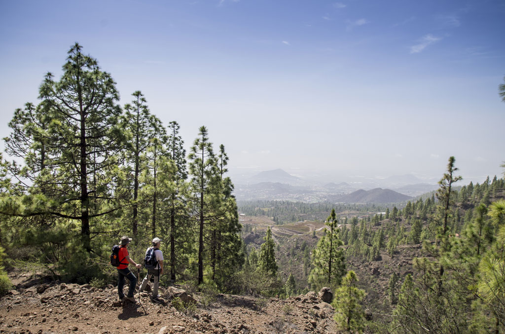 Senderistas en un bosque de pinos con vistas al paisaje montañoso de Tenerife.