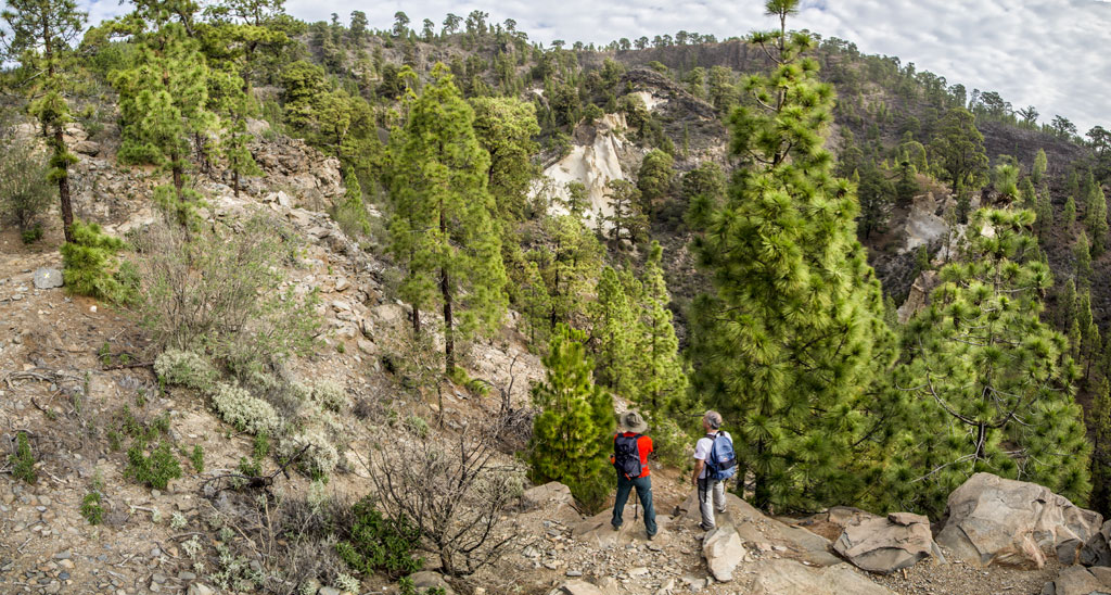 Sendero montañoso con pinos y excursionistas en un bosque de Tenerife.