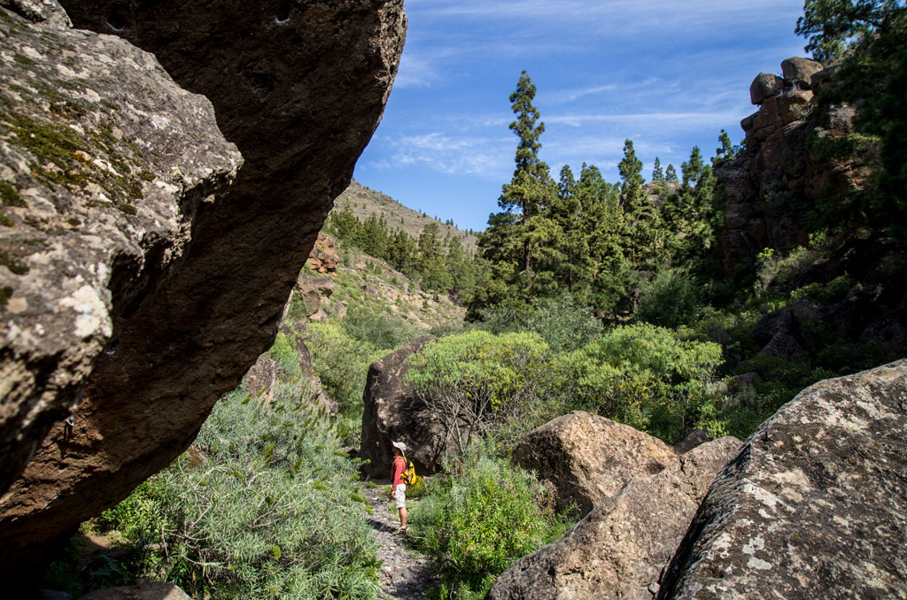 Sendero entre rocas y pinos en el paisaje natural de Tenerife.