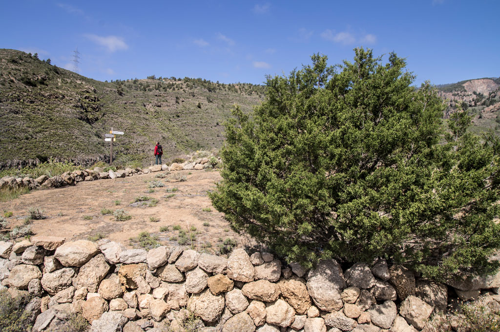Persona caminando en sendero rural cerca de arbusto y muro de piedra en Tenerife.