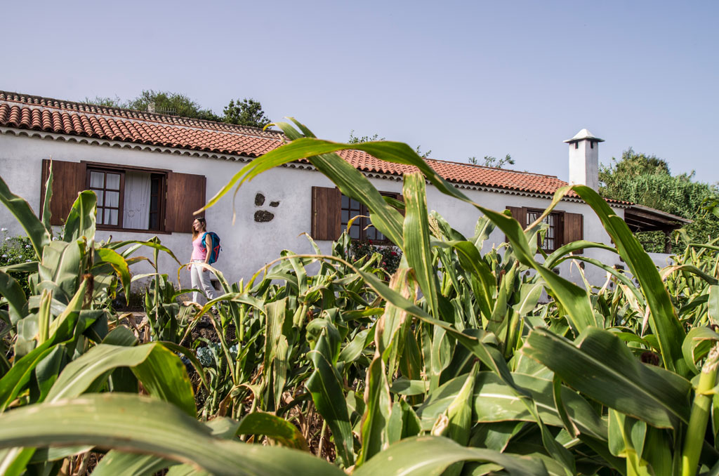 Casa rural rodeada de maizales en Tenerife. Persona caminando cerca.