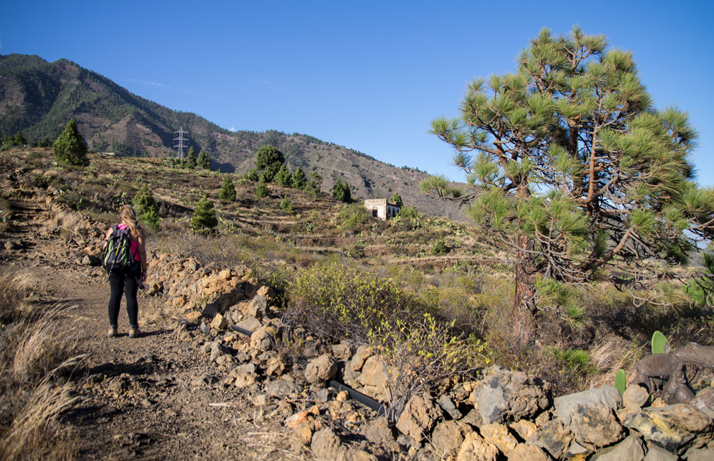 Persona caminando por sendero en el paisaje montañoso de Tenerife, rodeada de pinos.