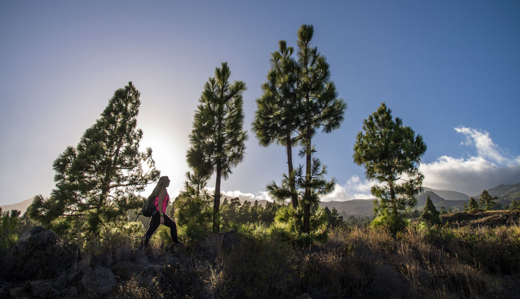 Persona caminando entre árboles en un sendero de Tenerife al amanecer.