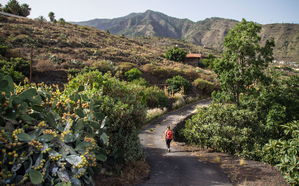 Sendero en un paisaje montañoso de Tenerife, bordeado de cactus y vegetación.