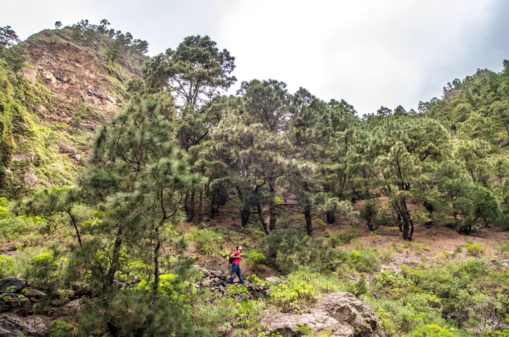 Sendero montañoso rodeado de pinos en Tenerife.
