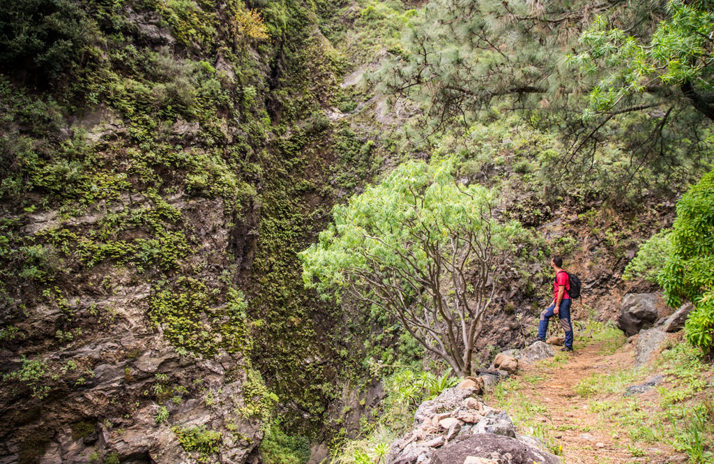Sendero montañoso en Tenerife con caminante y vegetación frondosa.