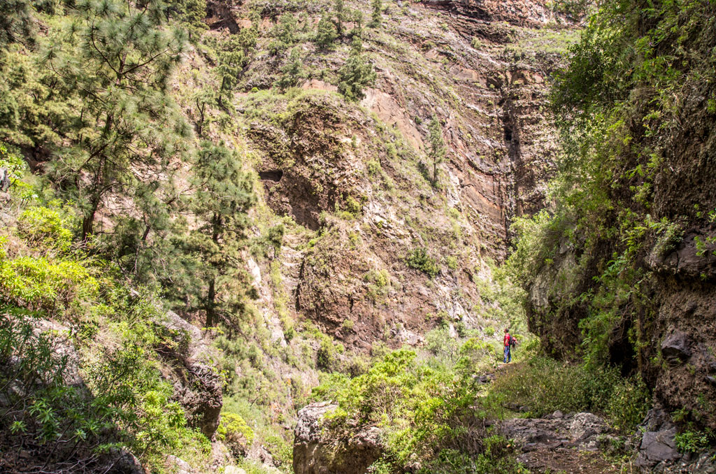 Barranco verde en Anaga, Tenerife, con un excursionista entre las rocas y árboles.